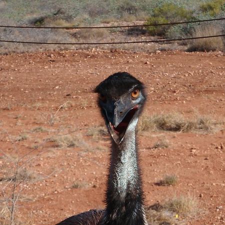 Ningaloo Bed And Breakfast Exmouth Luaran gambar
